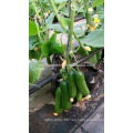 CU10 Xiuzhen 12cm semillas de pepino híbrido chino f1